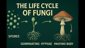 buy shrooms online canada